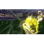 CAPTAIN TSUBASA 2: WORLD FIGHTERS - PS5