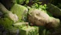 Moss: The Forgotten Relic - PS5